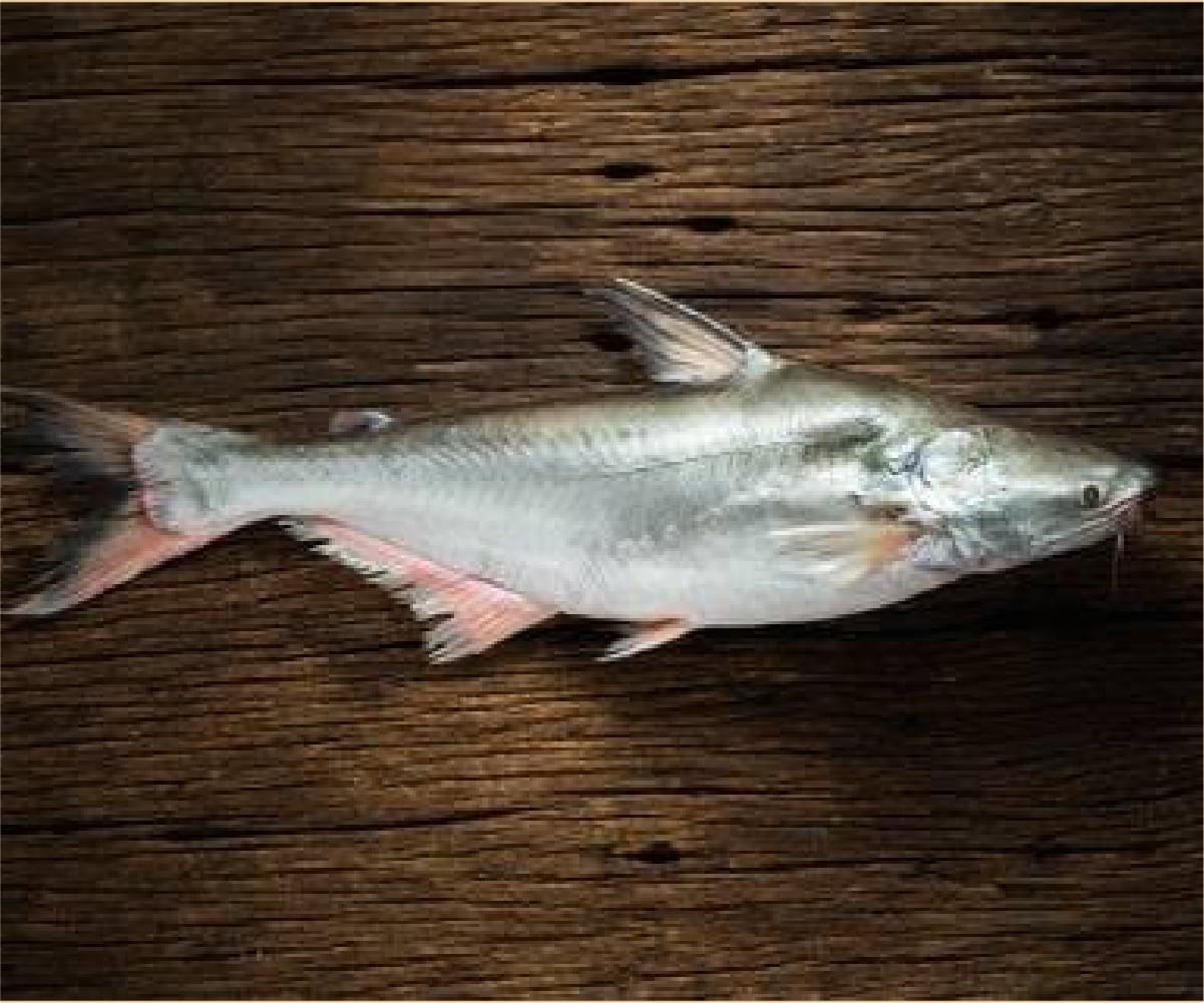 Indian Basa Steak