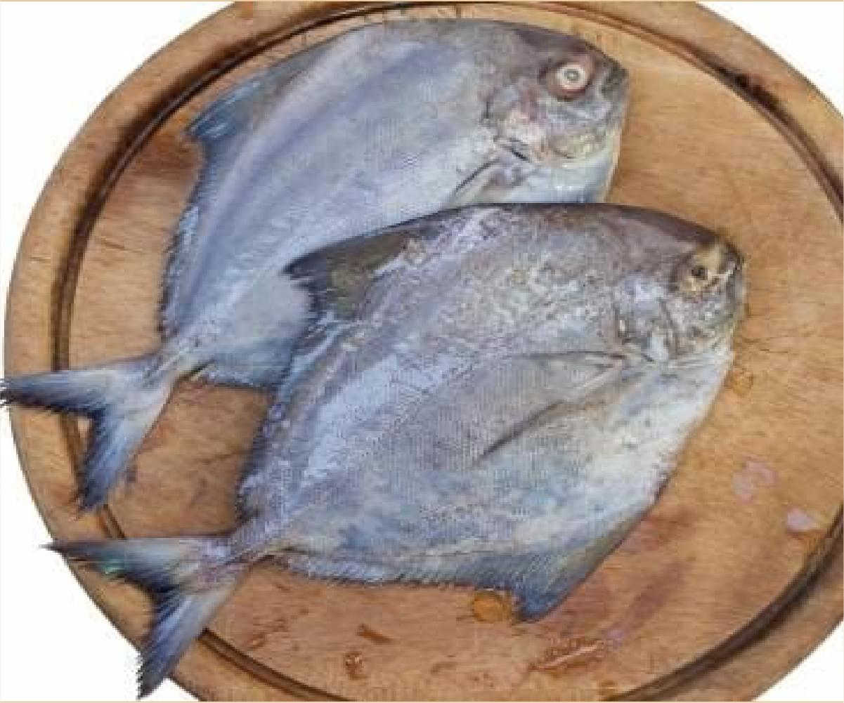 Black Pomfret Fillet