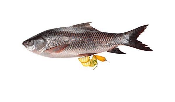 Rui/ Rohu Whole Clean With Head(Bengali Cut)