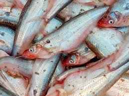Pabda /Butter Fish - Whole Cleaned