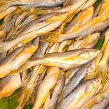 Topshey/Taposhi/Mango Fish- Whole Cleaned (40-60 Count/Kg)