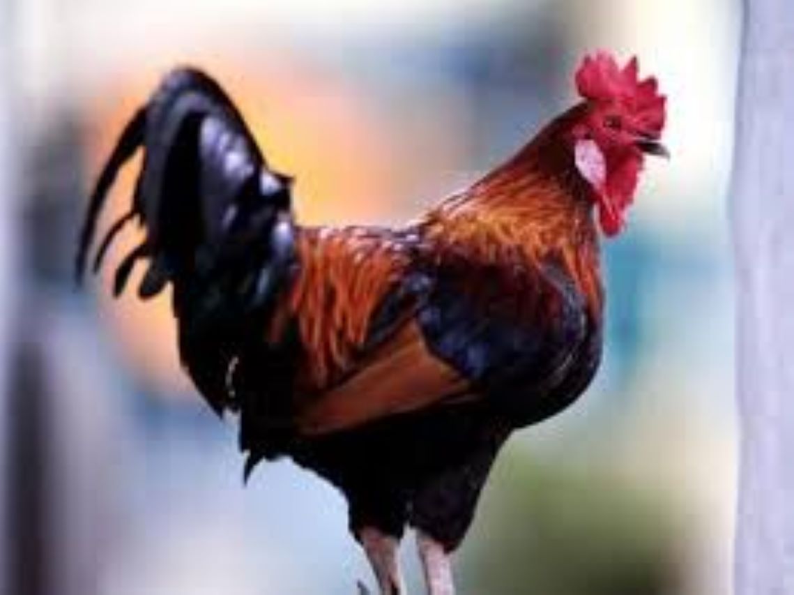 Country Chicken Without Skin- Curry Cut (750g - 850g)