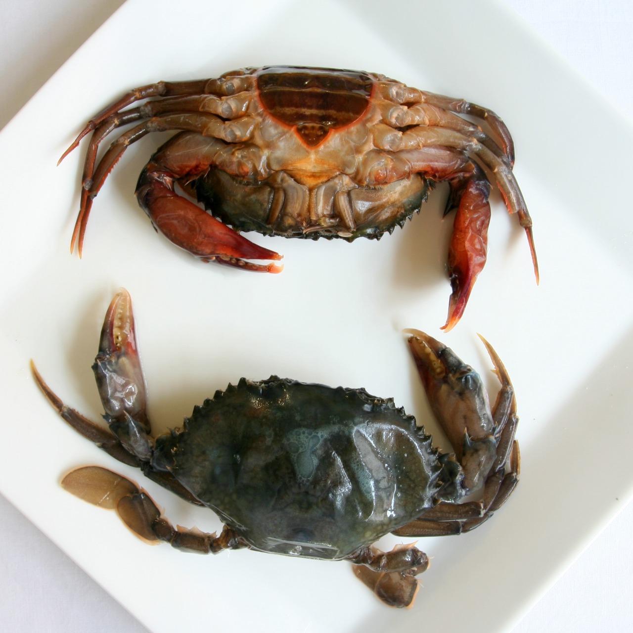 Mud Crab Cut & Cleaned (200g-400g)