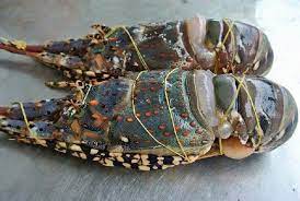 ROCK LOBSTER
